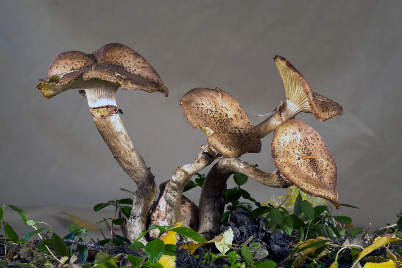 Honey fungus