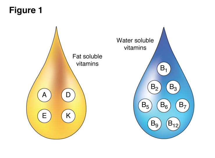 Water-soluble vs Fat-soluble vitamins
