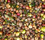 How to manage food waste for a greener future