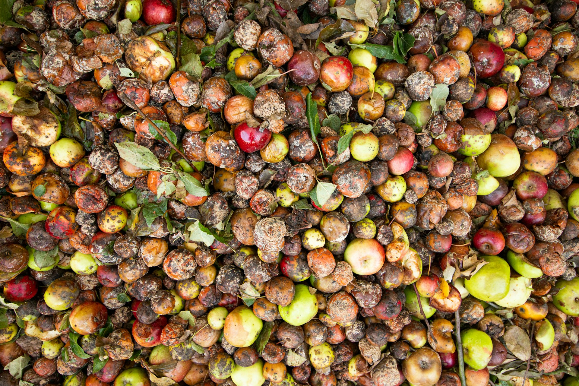How to Manage Food Waste for a Greener Future