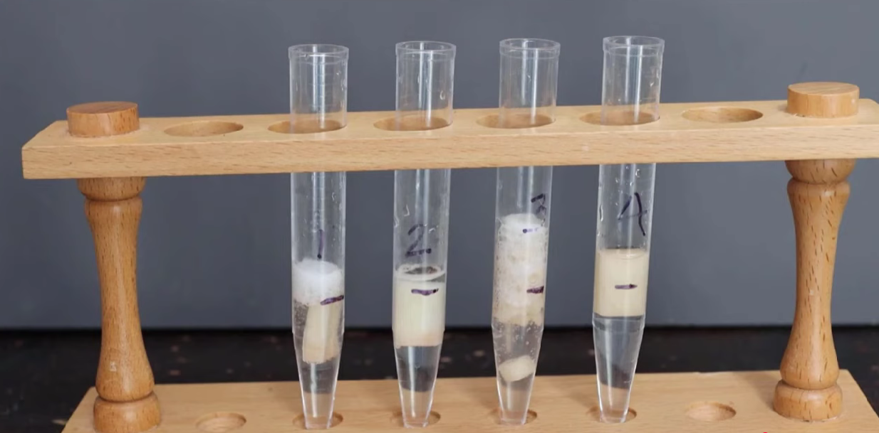 Catalase Enzyme Activity experiment
